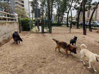 Opportunamente divise in tre zone a seconda della grandezza dell�animale, sono tutte servite da appositi cestini e una � provvista anche di fontanella. L�unico problema � che, oltre ad essere un po� piccole, mancano di ombra e verde